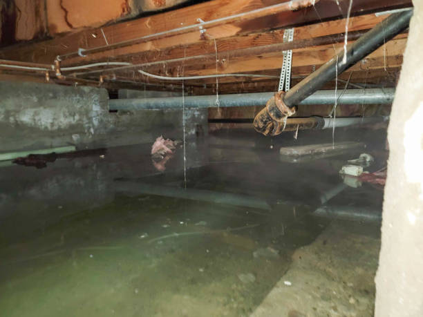 Best Ceiling water damage repair  in Brooklyn Center, MN